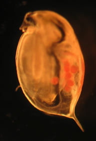 Figure 1: The gut is filled with a black material, which are carbon nanoparticles. The orange globs are Daphnia babies. 