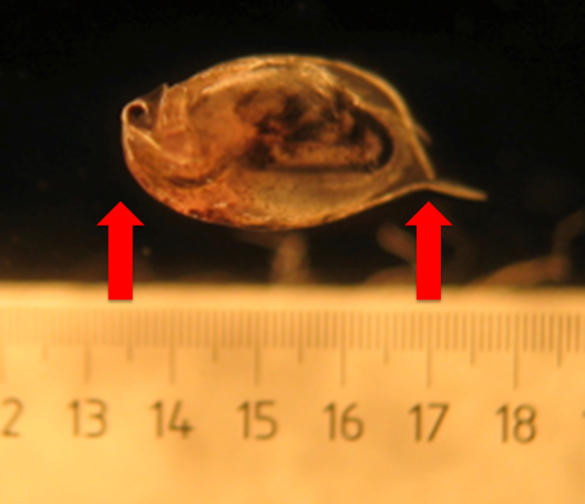 Figure 2: Daphnia being measured with a ruler under a microscope. This Daphnia is about 3.7mm long.