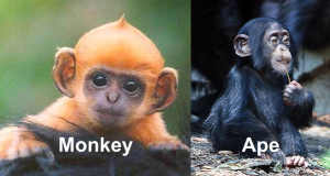 monkey vs ape