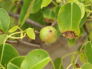 The manchineel tree with the little apple of death. Image source.