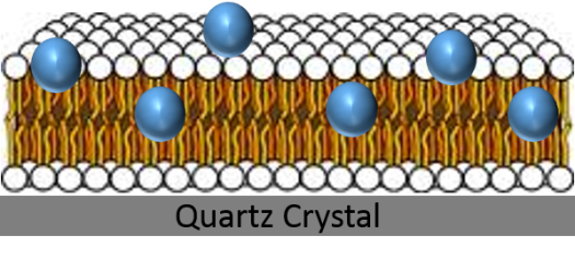 nanoparticles lipid bilayer quartz crystal