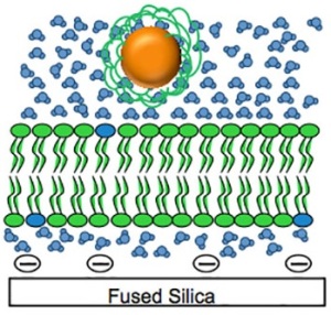 An illustration of what the lipid bilayers, representative of cellular membranes, look like in a constructed cell, supported by silica. Northwetern researchers are looking at how gold nanoparticles  interact with cells.