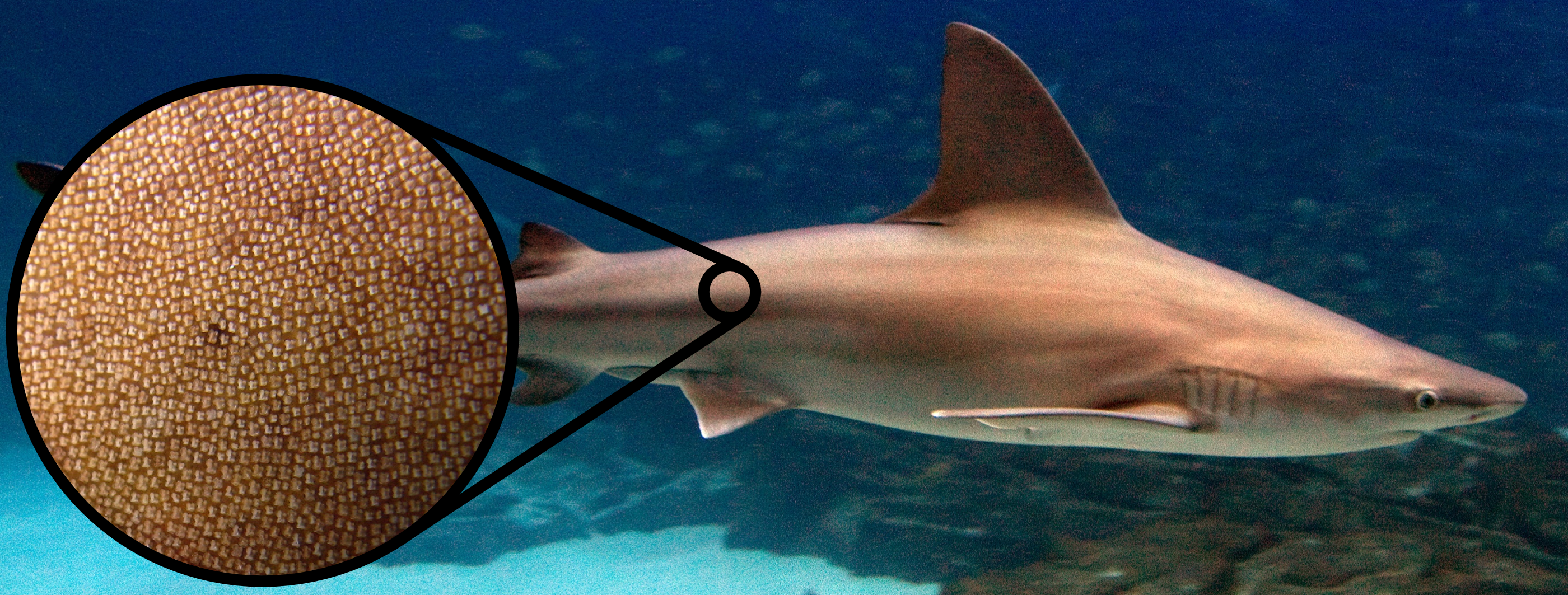 The shark skin effect for biomedical applications