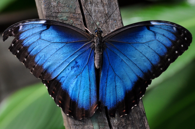 2 - blue morpho butterfly