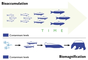 diagram of bioaccumulation and biomagnification