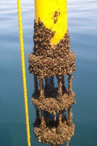 This is what biofouling looks like. Image source. 
