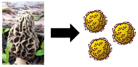 1 - fungi to nanoparticles
