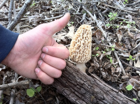 Thumbs up to heterophs! Picture shows a fungal mushroom cap growing out the side of a dead tree.