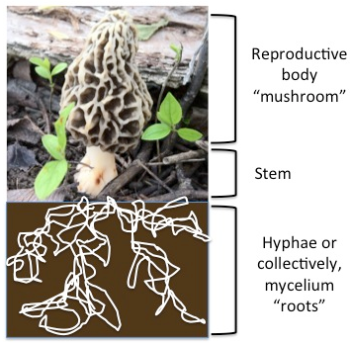 4 - fungus diagram hyphae mycelium roots