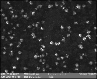 Silver nanoparticles made by using the hyphae from fungi. Image source http://dx.doi.org/10.5772/56207