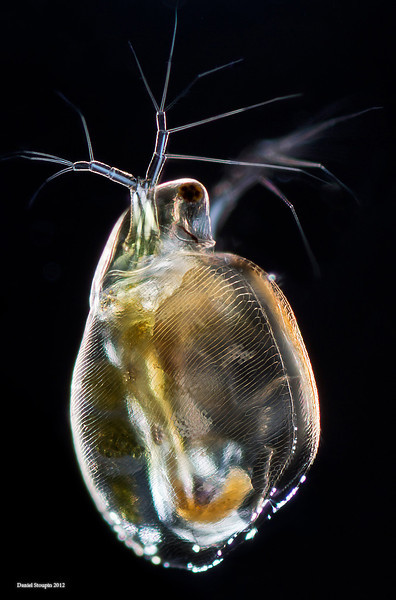 Simocephalus vetulus, a species of water flea. Image via microworldsphotography.