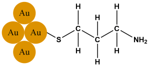 6 gold nanoparticle with mercaptopropylamine bound