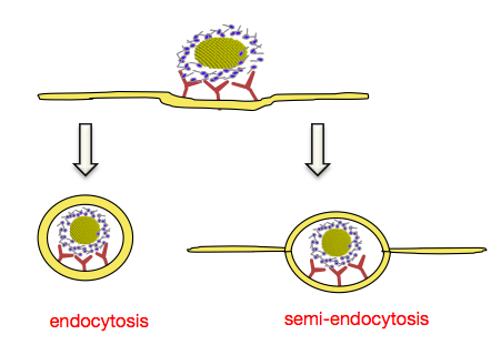 Endocytosis-Semiendocytosis