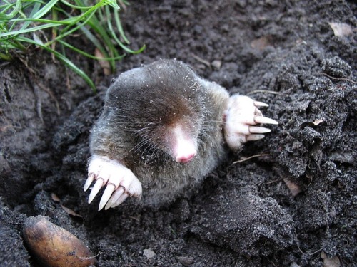 a happy mole