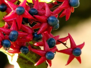 Kusagi berries