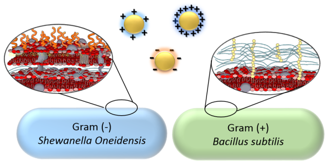 cell membranes & nanoparticles
