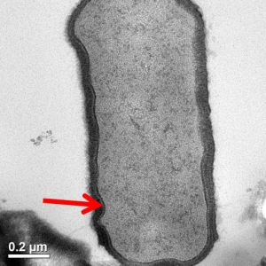bacteria cell with membrane