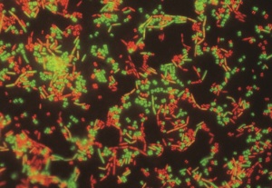 Red and green bacteria
