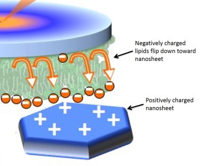 cartoon of negatively-charged lipids moving toward positively-charged nanosheet