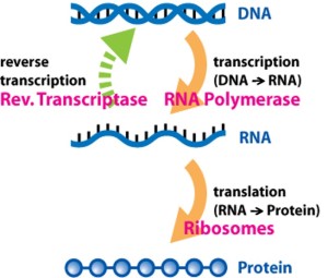 DNA transcription to RNA and RNA translation to proteins