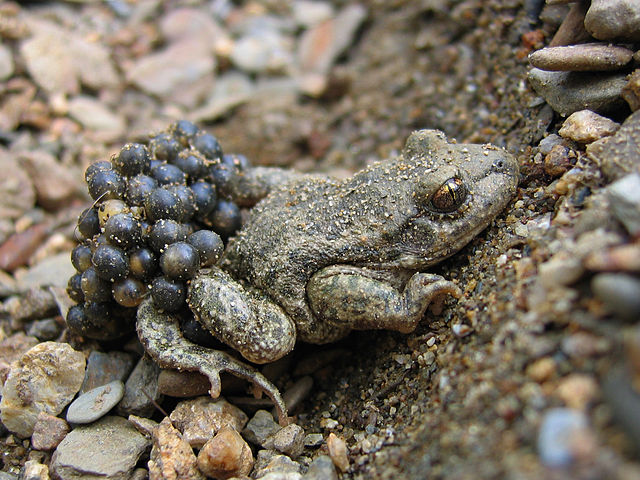 toad with eggs