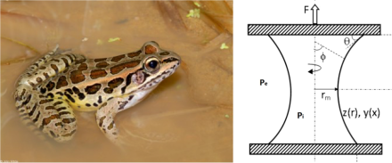 frog & capillary bridge
