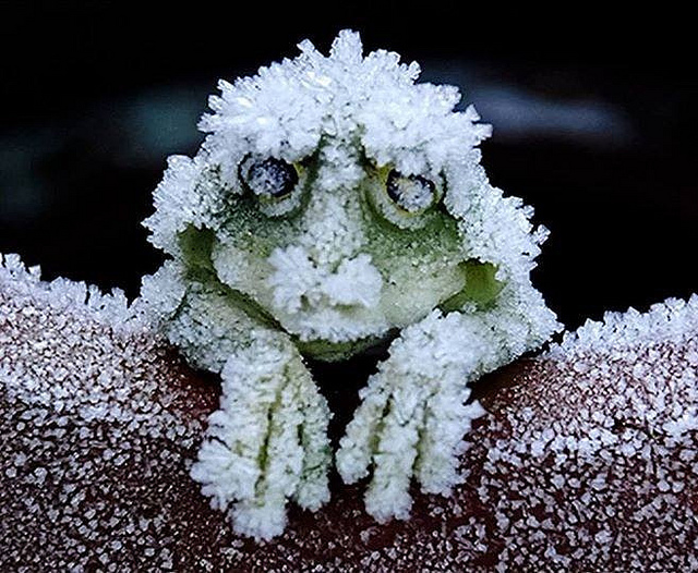 frosty frog