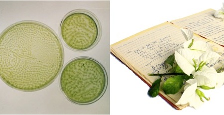 petri dishes, book with plant