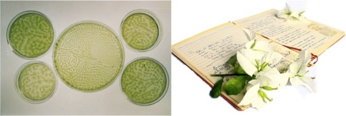 petri dishes, book with plant