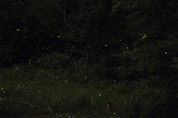 fireflies.png
