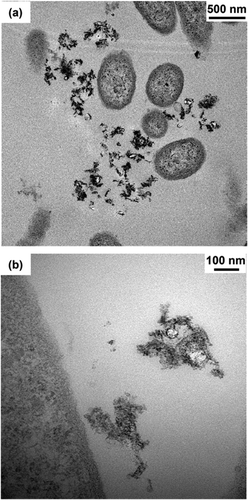 Transmission electron micrographs of S. oneidensis