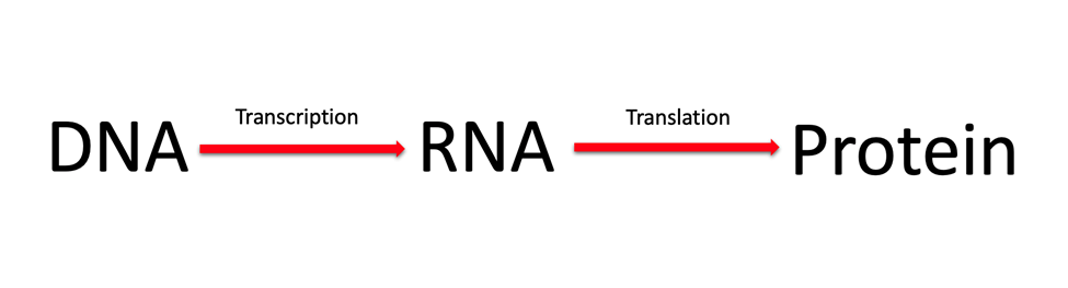 Diagram showing that DNA becomes RNA through transcription and RNA becomes protein through translation. 