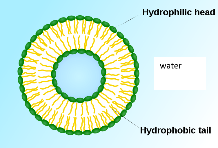 Image of a liposome with two phospholipid bilayers facing each other in a donut shape.