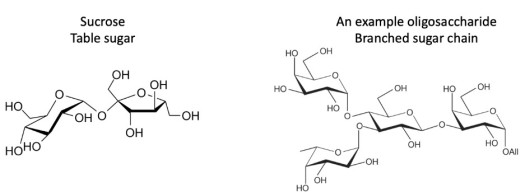 Two organic molecule diagrams. Left: Sucrose - Table sugar. Right: An example oligosaccharide - branched sugar chain