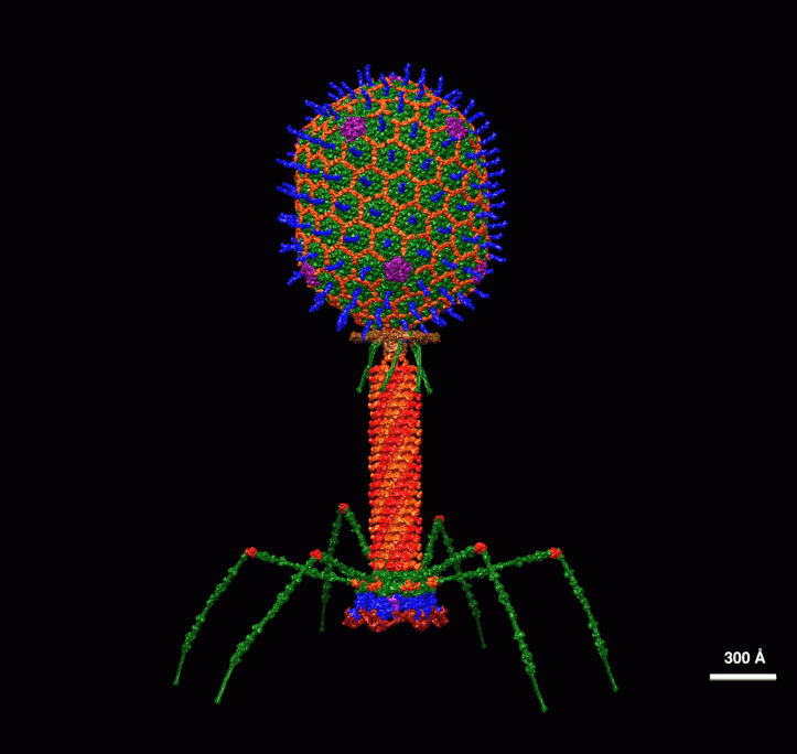 computer animation of a colorful, spider-like bacteriophage. Scale bar of 300 Angstroms