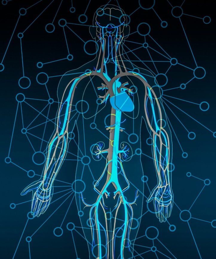 drawing of human circulatory system with veins, arteries, and heart highlighted against a body outline