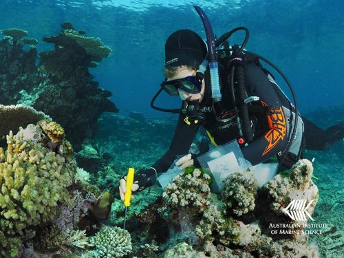 photo of a scuba diver examining a coral reef