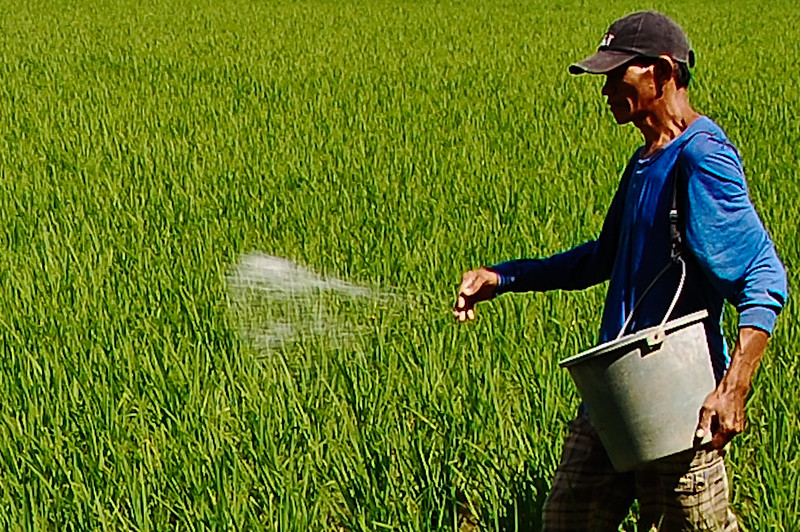 A farmer tossing fertilizer onto a field of rice