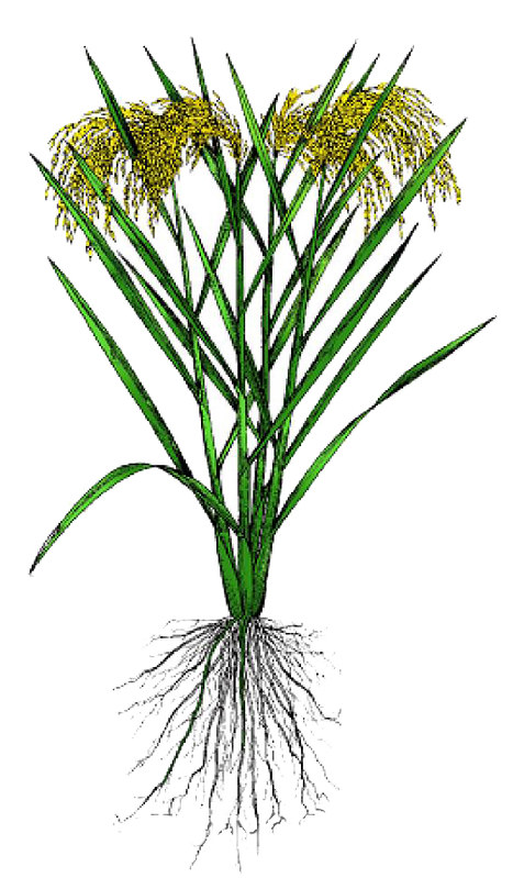 Drawing of a rice plant including root system and leaves