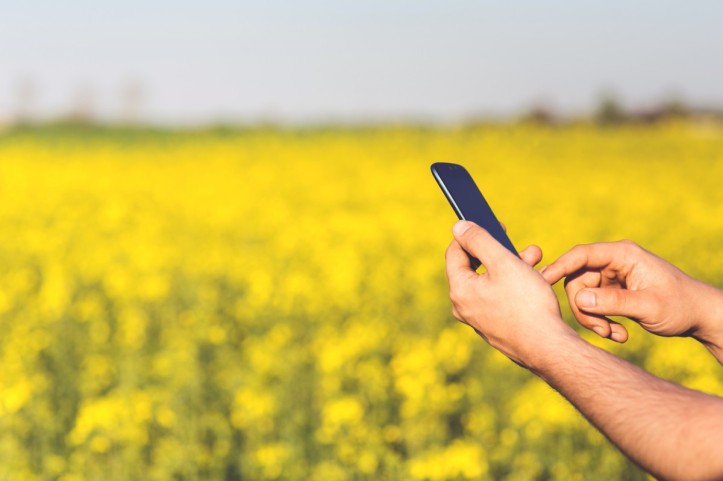Photo of hands holding a smartphone against a background of a field of yellow flowers
