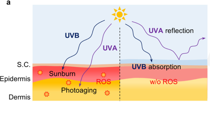 diagram showing UVB and UVA rays going into skin layers to cause sunburn and photo aging (left) and bouncing off skin coated with sunblock (right)
